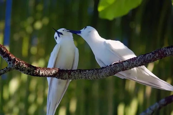 Passeio