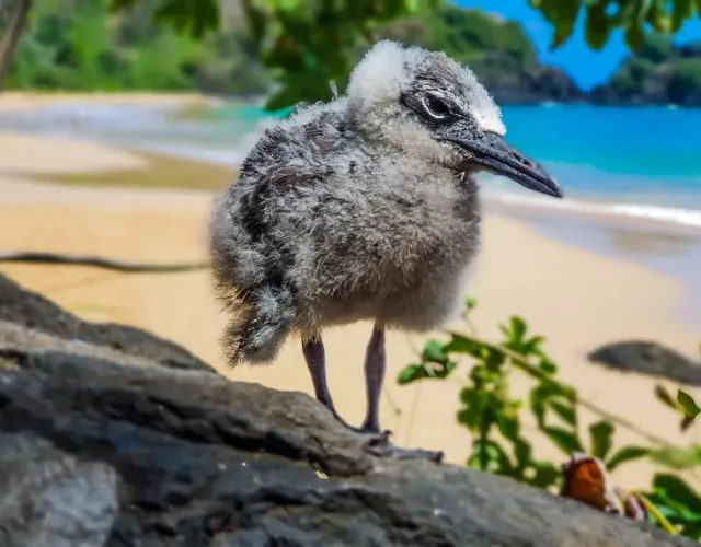 Passeio